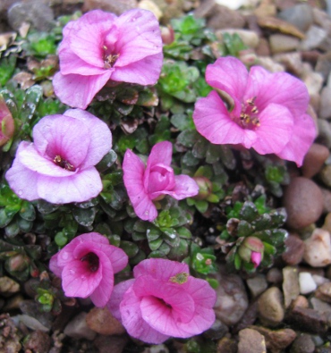 Saxifraga 'Beatles'